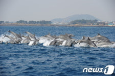 지금 제주 바다는 남방큰돌고래 천국