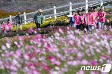 코스모스와 국화 활짝 핀 임실N치즈축제장 