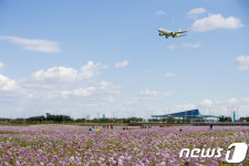 인천공항 하늘정원 코스모스 만발