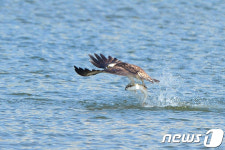 물수리 농어잡았습니다