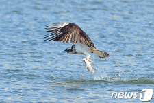 물수리 발톱에 걸린 농어