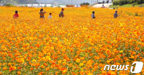 양양남대천 둔치 황하코스모스 사진명소로 ‘인기’