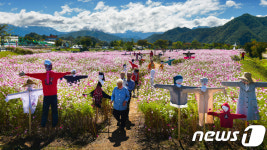 [홍천소식] 코스모스 축제 서석면 체육공원서 8~9일 개최 