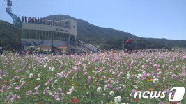 하동북천 코스모스·메밀꽃축제 폐막…67만 인파 몰려