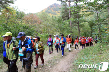 맑은 공기 태백 연화산 산소길 걷는 참가자들