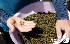 강원내수면센터, 도내 5곳에 곳체다슬기 100만마리 방류