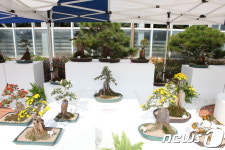 화성시 우리꽃식물원, 19~21일 국화전시회 개최