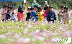 코스모스에 흠뻑 빠진 어린이들 