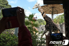 기린의 식사시간