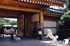 마루와 송강이 어떻게 친해질까… 처음 만난 개들 인사법