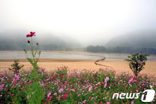 영주 무섬마을서 12~13일 외나무다리 축제 개최