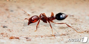 환경부 붉은불개미의 여왕개미 없는 것으로 결론