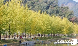 괴산 문광 은행나무 가로수길서 가을정취 만끽