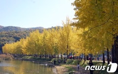 노랗게 물든 은행나무 가로수 길