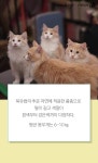 [펫카드] 몸줄하고 산책하는 고양이 노르웨이 숲
