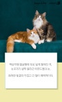 [펫카드] 몸줄하고 산책하는 고양이 노르웨이 숲