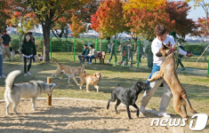 반려견 놀이터 오니 친구도 많네