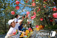 장수사과 수확하러 오세요…사이버팜 체험행사