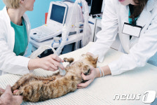 농식품부, 전국 동물병원 4426곳 위생실태 점검…처벌강화 검토