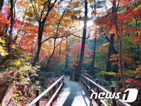 형형색색의 속리산 ‘세조길’ 