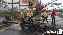 강풍때문에…인천서 가로수 쓰러져 도로 덮쳐