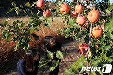 국내 첫 재배지 영동서 탐스럽게 익어 가는 ‘후지사과’