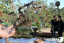 국내 첫 재배지 영동서 탐스럽게 익어 가는 ‘후지사과’