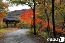 곡성군 3일 죽곡면 태안사 숲길서 토닥토닥 걷기
