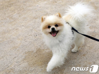 울산 반려동물 문화축제…태화강 둔치서 4일 개최