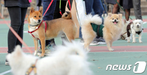 산책 방법 교육받는 강아지들
