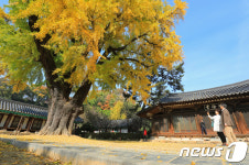 절정을 향해 물들어가는 전주 향교 은행나무 