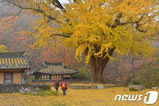 노란세상으로 변한 운곡서원