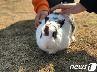 동물단체·시민봉사자들 몽마르뜨공원 토끼 방기, 서초구청 규탄