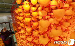 산청곶감 말리기 한창