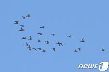 포항 찾아온 겨울 철새들