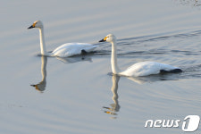 우리는 천연기념물 201-1호 고니 부부