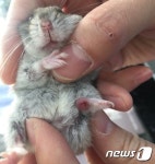 부산 메가마트 동물판매코너서 다친 햄스터 방치 논란