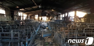 김제 돼지농장 화재로 돼지 1800마리 폐사