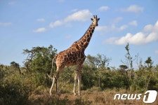 기린은 멸종위기종이야!…환경단체, 美정부에 소송