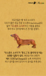 [카드뉴스][스토리N쿡]핫도그는 닥스훈트와 닮았다? 핫도그의 유래