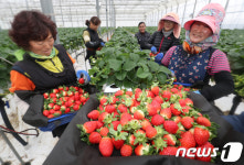 싱싱한 딸기 첫 출하해요