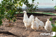 백봉오골계 친환경 농사 걱정마세요