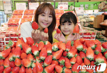 딸기의 왕 킹스베리 판매