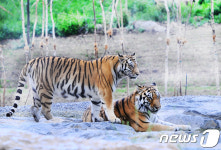 백두대간수목원에서 백두산 호랑이 기 받아가세요