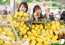 상큼한 제주 레몬 맛 보세요