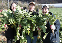 [양구소식] 겨울 웰빙식품 펀치볼 시래기 본격 출하