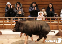 2018년 황금돼지의 해...돼지에게 박수를