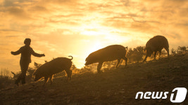 2019년 황금 돼지해