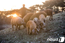 기해년 아침해 맞이하는 돼지들