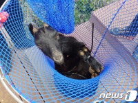 해병대, 제주 비양도 생태 파괴 흑염소 포획 작전 전개